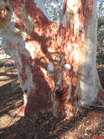 Ancient River Red Gums at Gum Grove